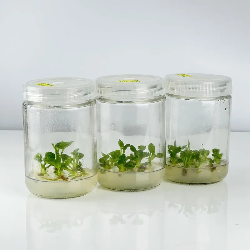 Philodendron Bipinnatifidum Cấy Mô
