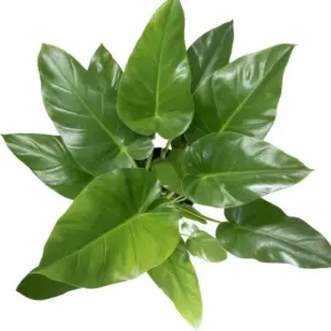 Philodendron Giganteum cấy mô