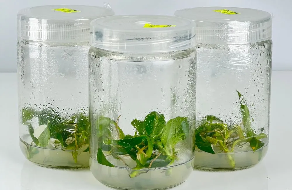 Philodendron White Wizard Cấy Mô