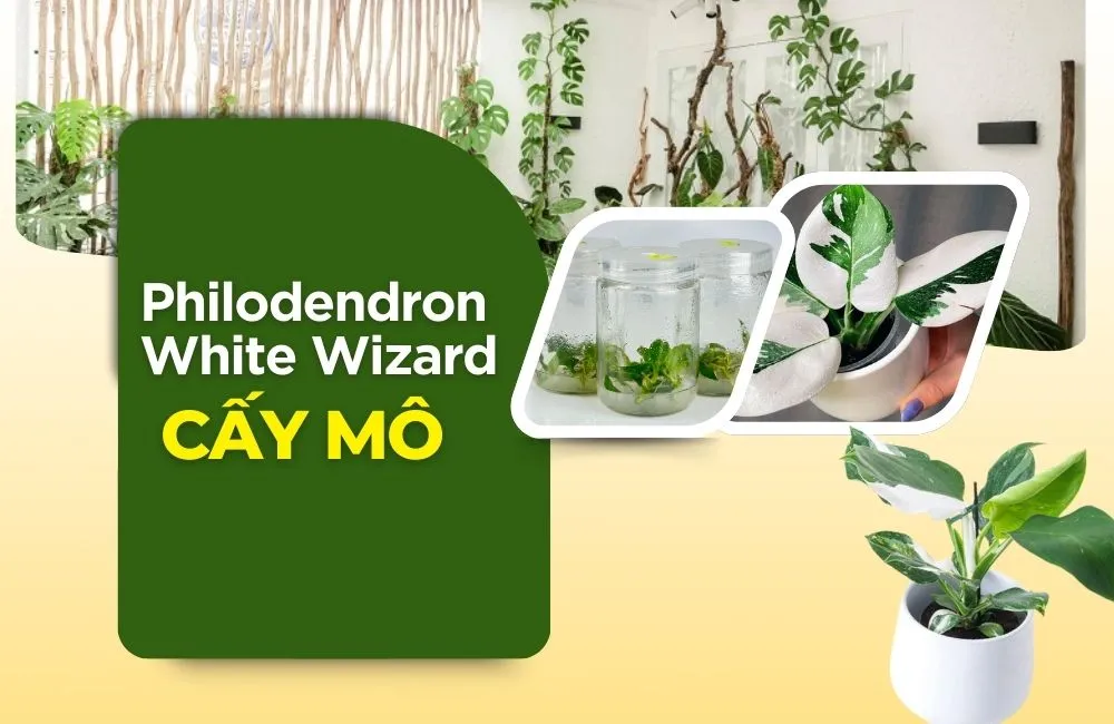 Philodendron White Wizard Cấy Mô