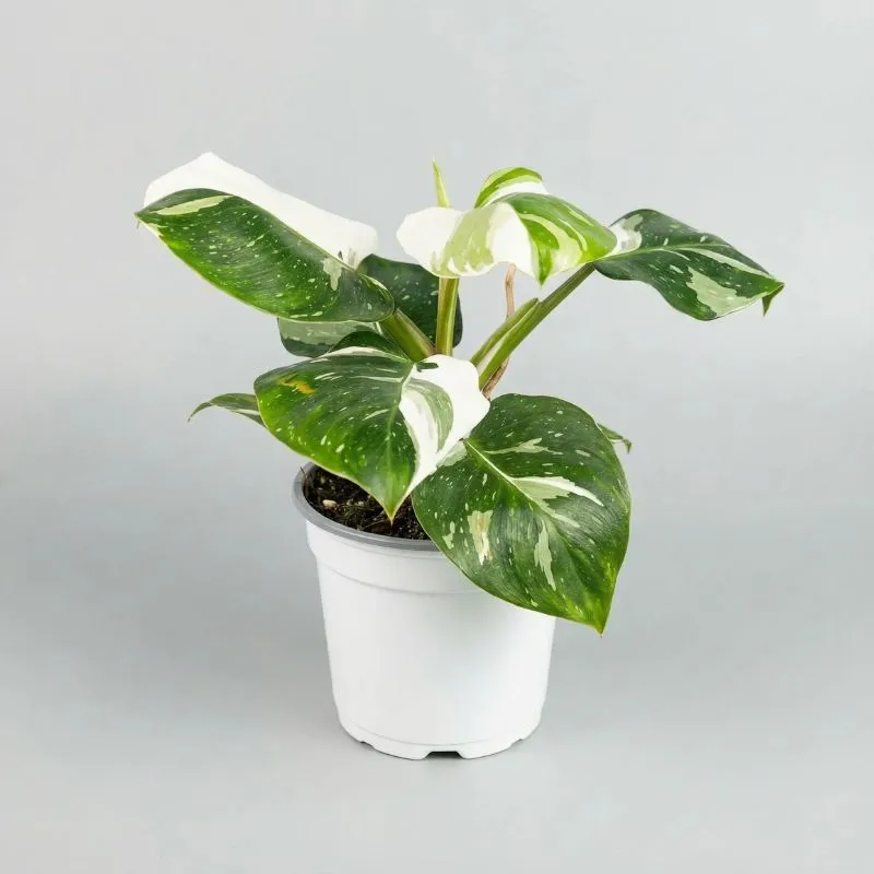 Philodendron White Wizard Cấy Mô