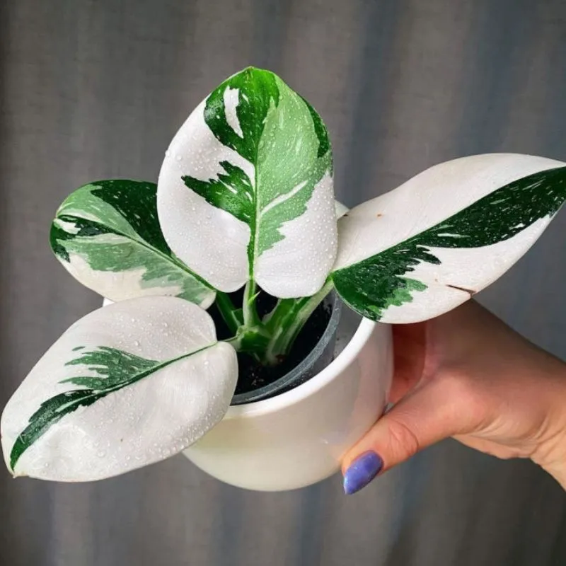 Philodendron White Wizard Cấy Mô