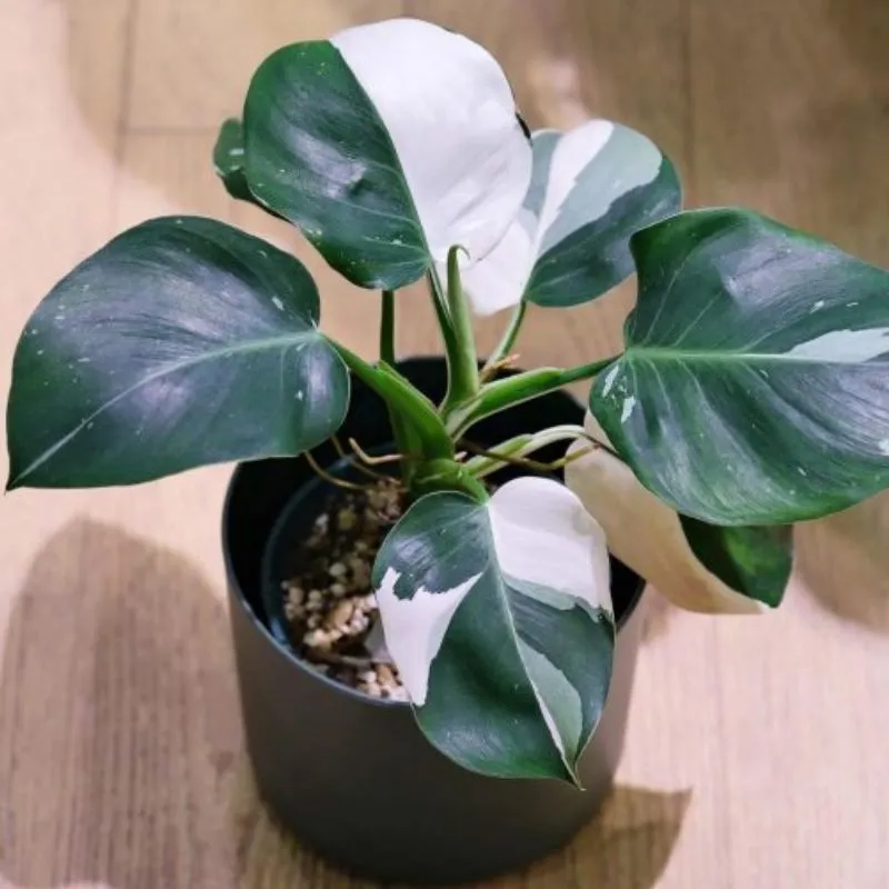 Philodendron White Wizard Cấy Mô