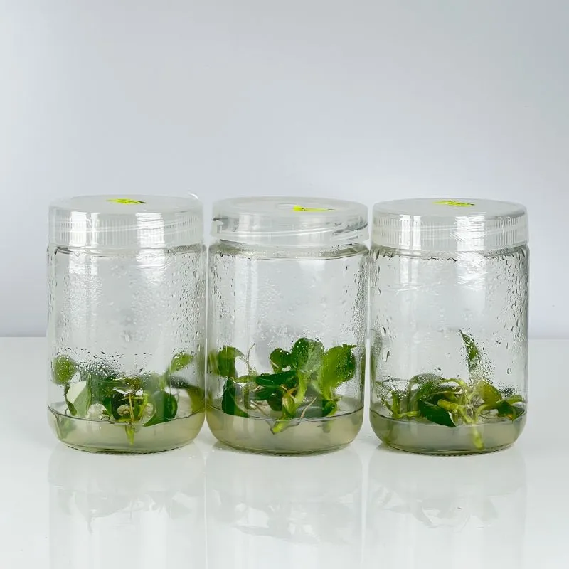 Philodendron White Wizard Cấy Mô - Ảnh 2