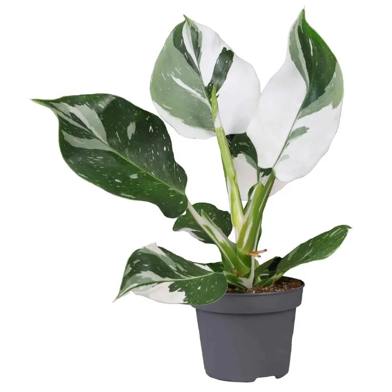 Philodendron White Wizard Cấy Mô