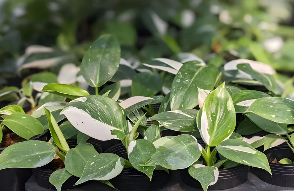 Philodendron White Wizard Cấy Mô