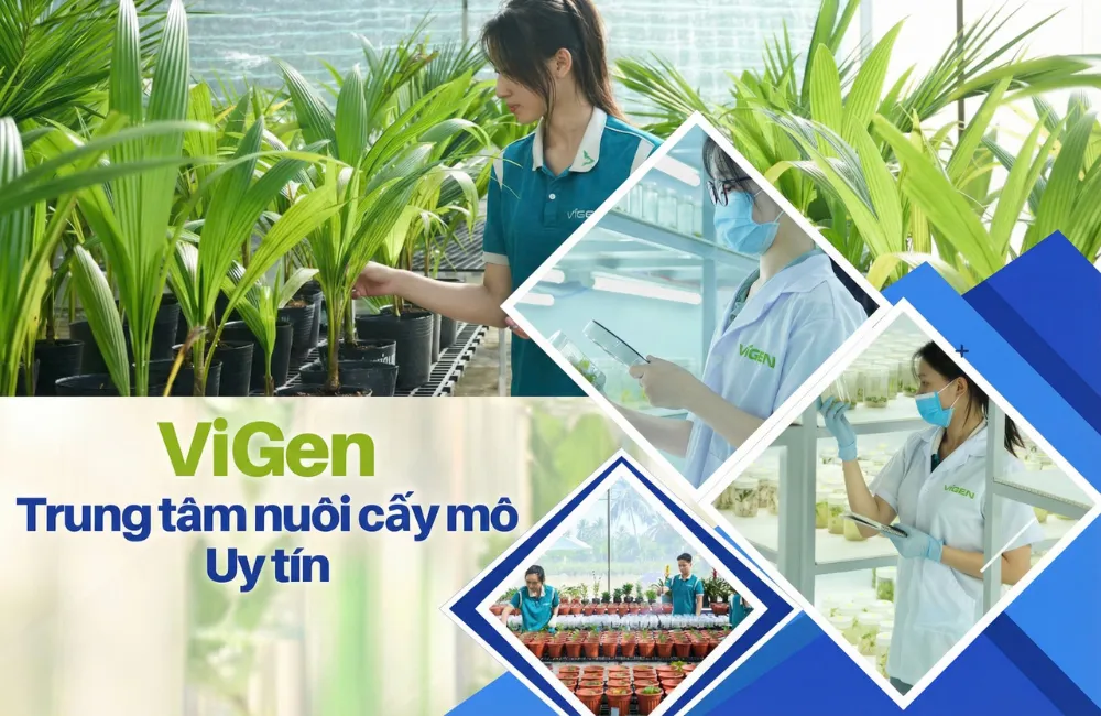 ViGen - Trung tâm nuôi cấy mô uy tín