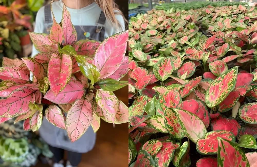 Gợi ý chọn Aglaonema Cấy Mô đẹp, dễ trồng và bền cây