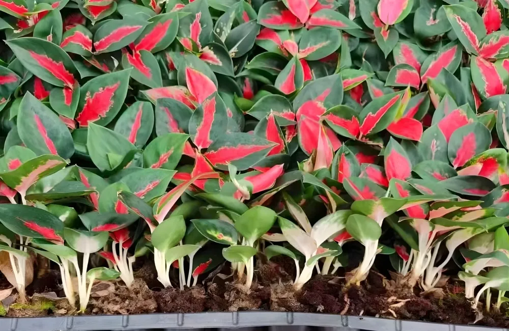 Vì sao nên chọn Aglaonema Cấy Mô tại ViGen?