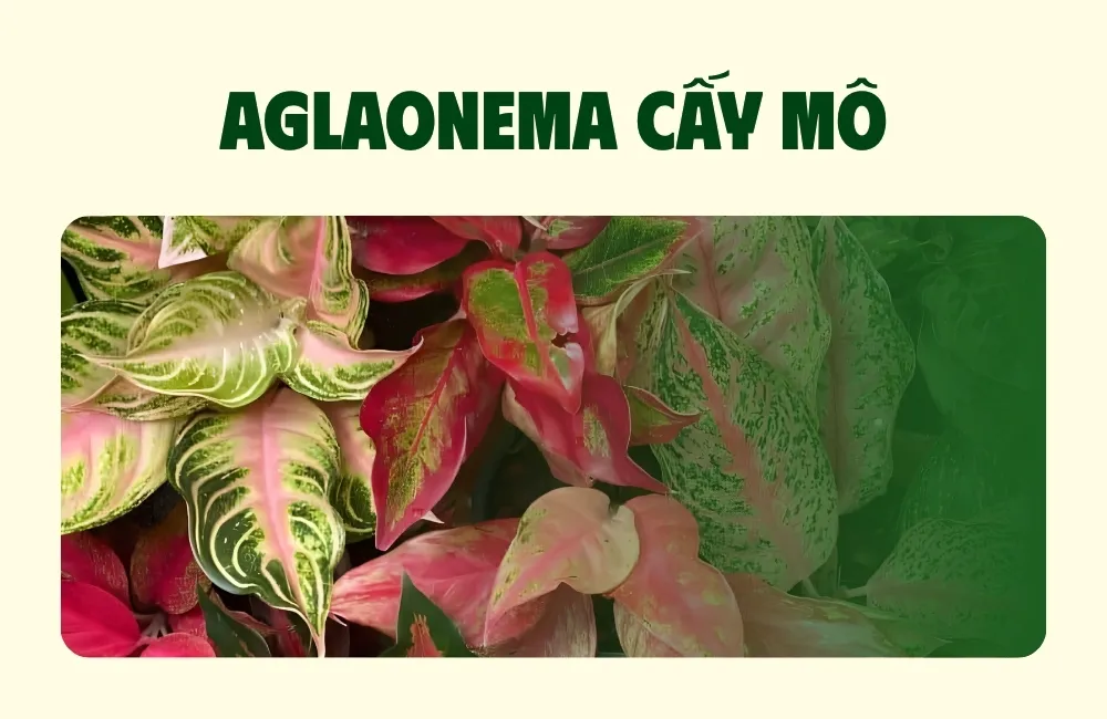 Aglaonema cấy mô