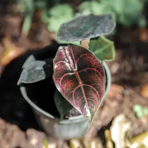 Alocasia Azlanii Cấy Mô