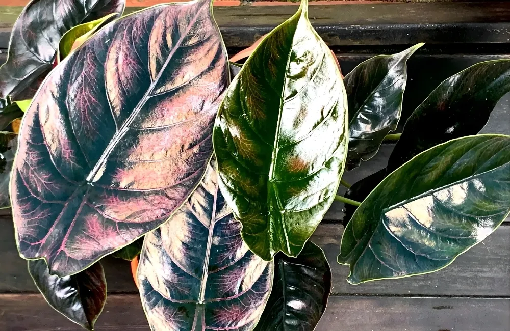 Các dòng và nhóm Alocasia Azlanii phổ biến hiện nay