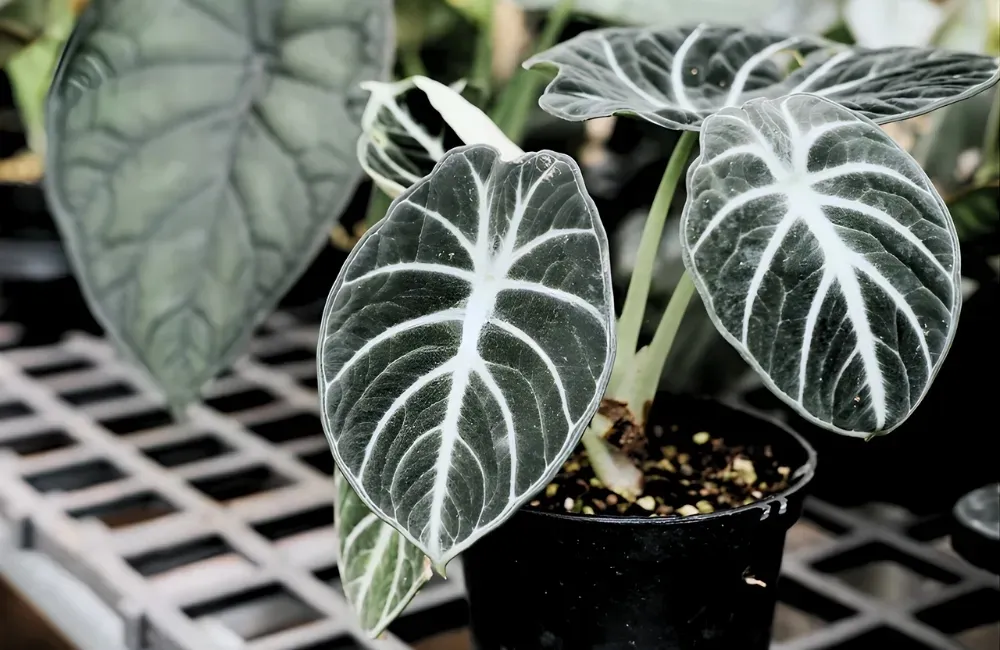 Các dòng và nhóm Alocasia Black Velvet phổ biến hiện nay