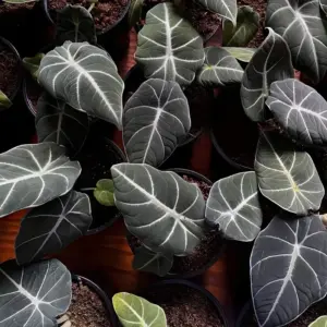 Alocasia Black Velvet cấy mô