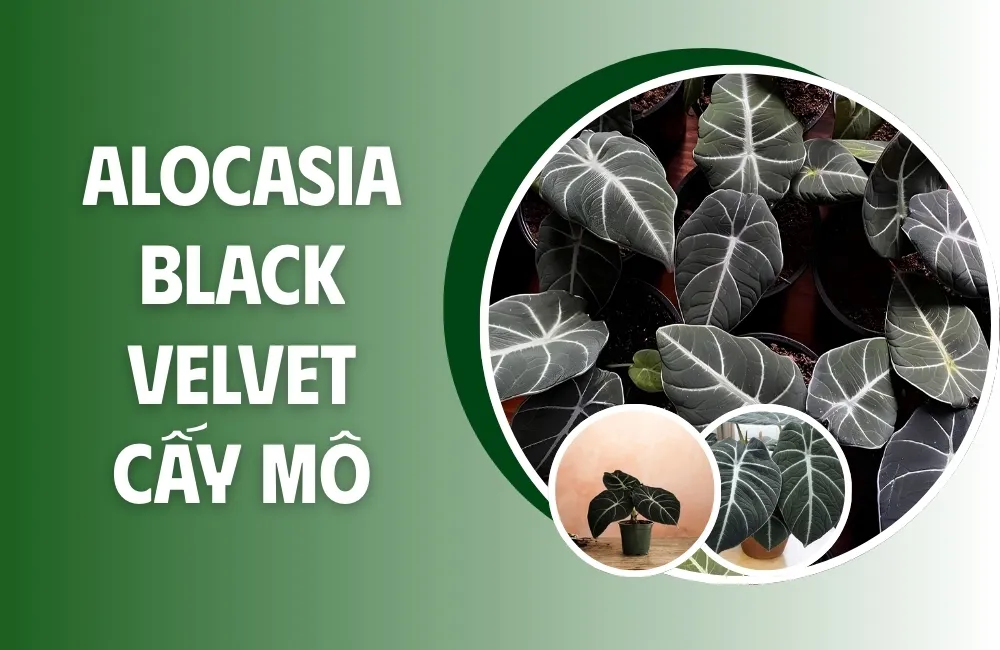 Tổng quan về cây Alocasia Black Velvet cấy mô
