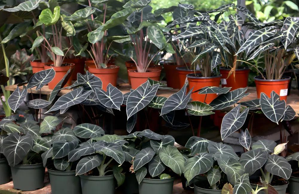 Các dòng Alocasia cấy mô phổ biến hiện nay