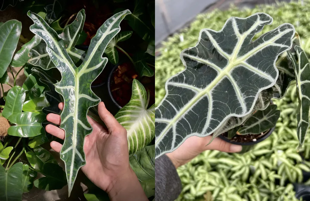 Giá Alocasia cấy mô tham khảo trên thị trường