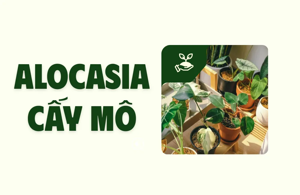 Alocasia cấy mô