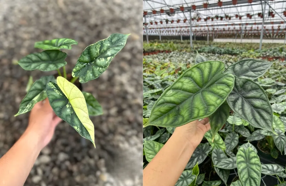 Các dòng và nhóm Alocasia Dragon Scale Cấy Mô phổ biến hiện nay