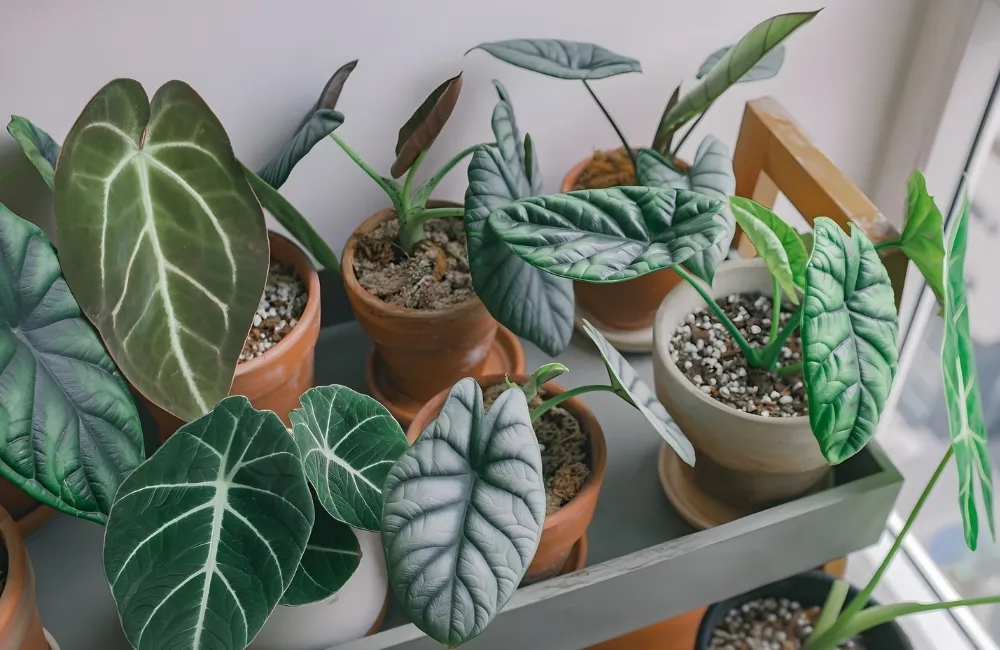 Kỹ thuật trồng Alocasia Dragon Scale Cấy Mô