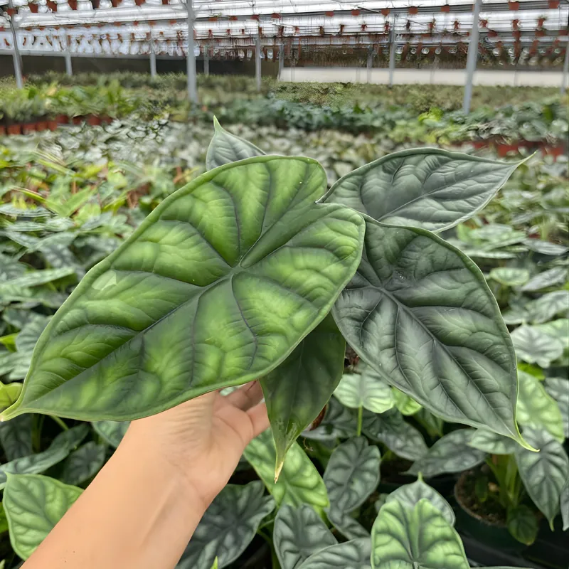 Alocasia Dragon Scale Cấy Mô