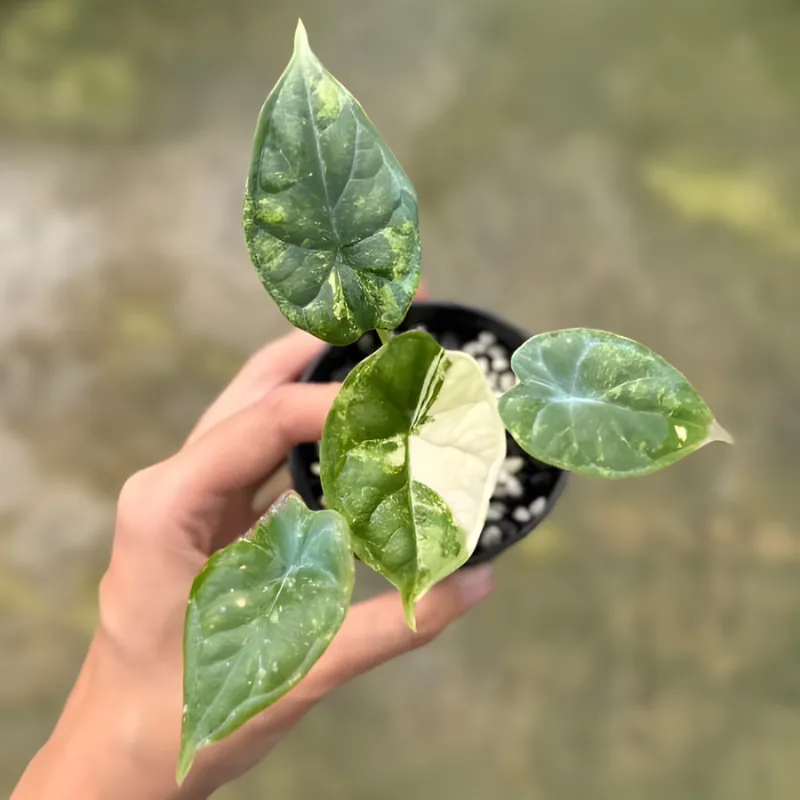Alocasia Dragon Scale Cấy Mô