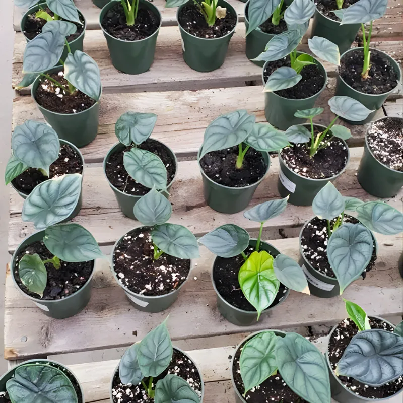 Alocasia Dragon Scale Cấy Mô