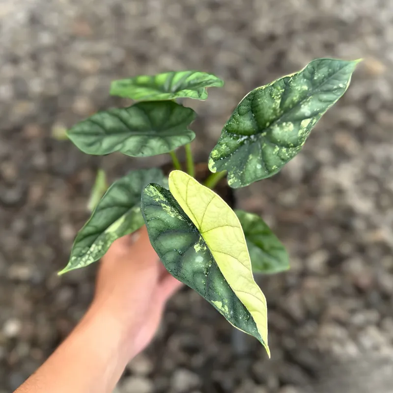 Alocasia Dragon Scale Cấy Mô