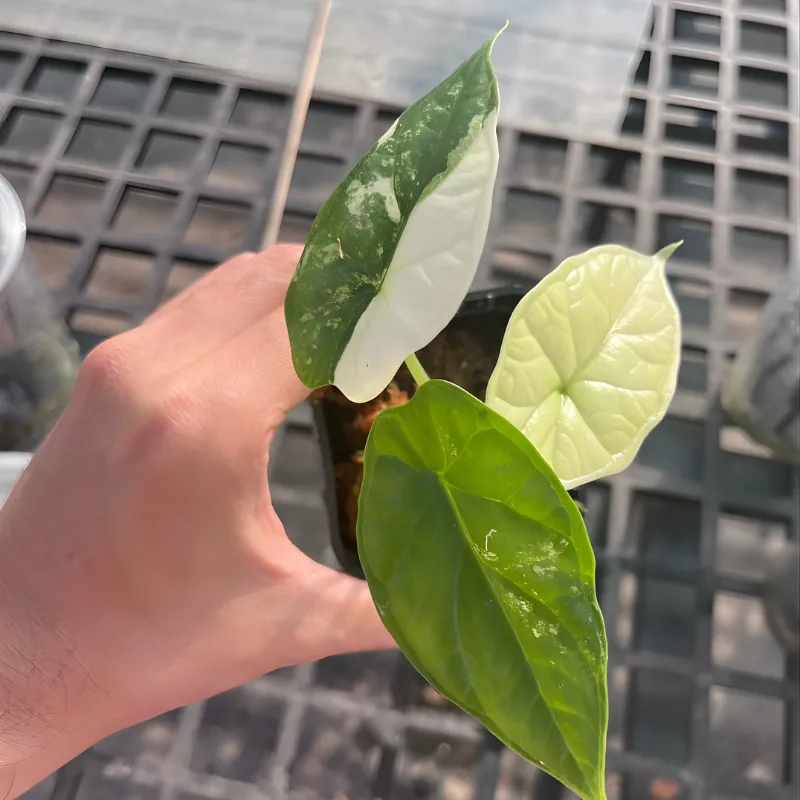 Alocasia Dragon Scale Cấy Mô - Ảnh 5