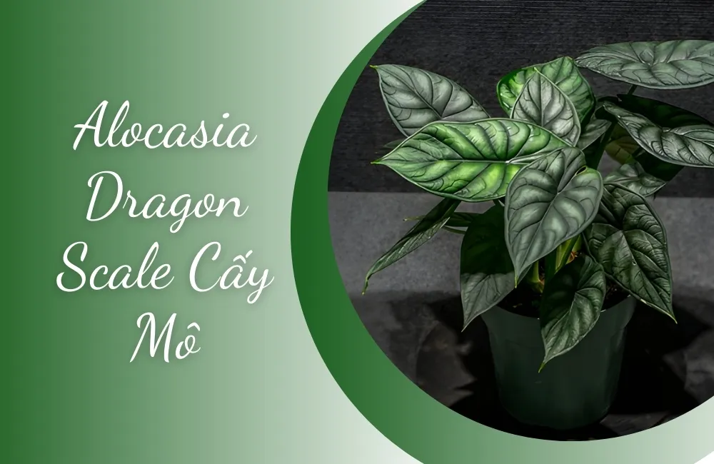 Tổng quan về cây Alocasia Dragon Scale Cấy Mô
