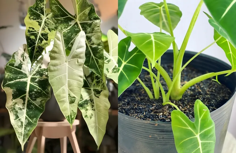 Các dòng và nhóm Alocasia Frydek phổ biến hiện nay