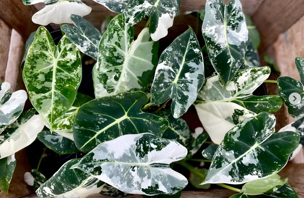 Tổng quan kỹ thuật trồng và chăm sóc Alocasia Frydek