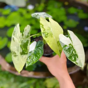 Alocasia Frydek cấy mô