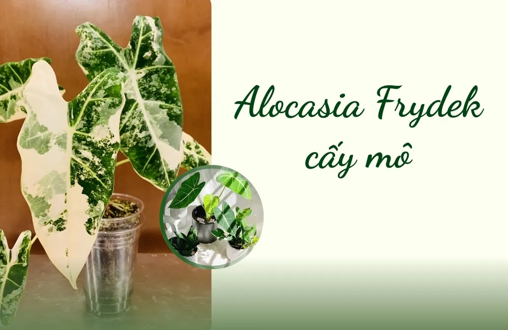 Tổng quan về cây Alocasia Frydek cấy mô