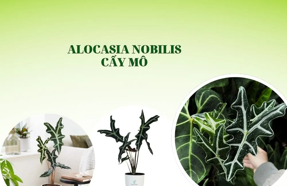 Cây Alocasia Nobilis tại Trung tâm ViGen