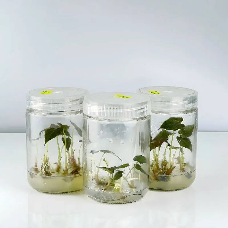 Cây Alocasia Nobilis cấy mô tại ViGen