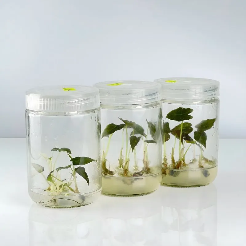 Cây Alocasia Nobilis cấy mô tại ViGen