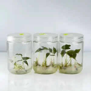 Cây Alocasia Nobilis cấy mô tại ViGen