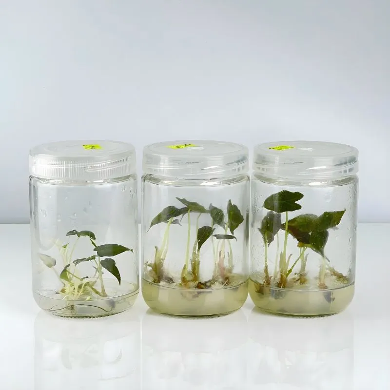 Cây Alocasia Nobilis cấy mô tại ViGen