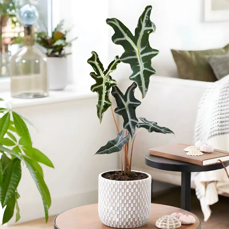 Cây Alocasia Nobilis cấy mô
