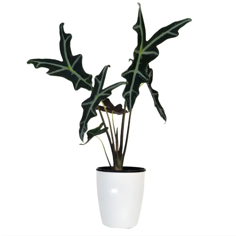 Cây Alocasia Nobilis cấy mô