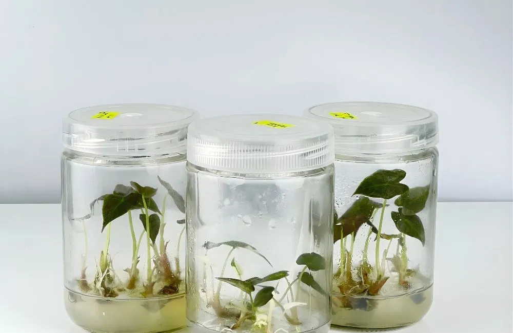 Cây Alocasia Nobilis cấy mô trong phòng Lab ViGen