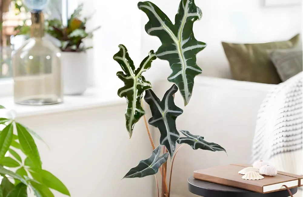 Cây Alocasia Nobilis cấy mô trang trí nội thất trong nhà