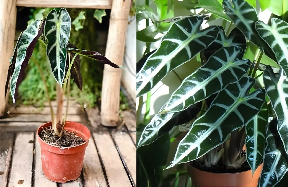 Các dòng và nhóm Alocasia Polly phổ biến hiện nay