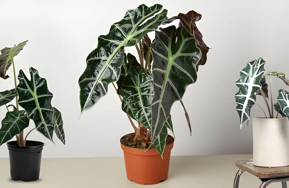 Điều kiện sinh trưởng lý tưởng của Alocasia Polly