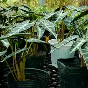 Alocasia Polly Cấy Mô