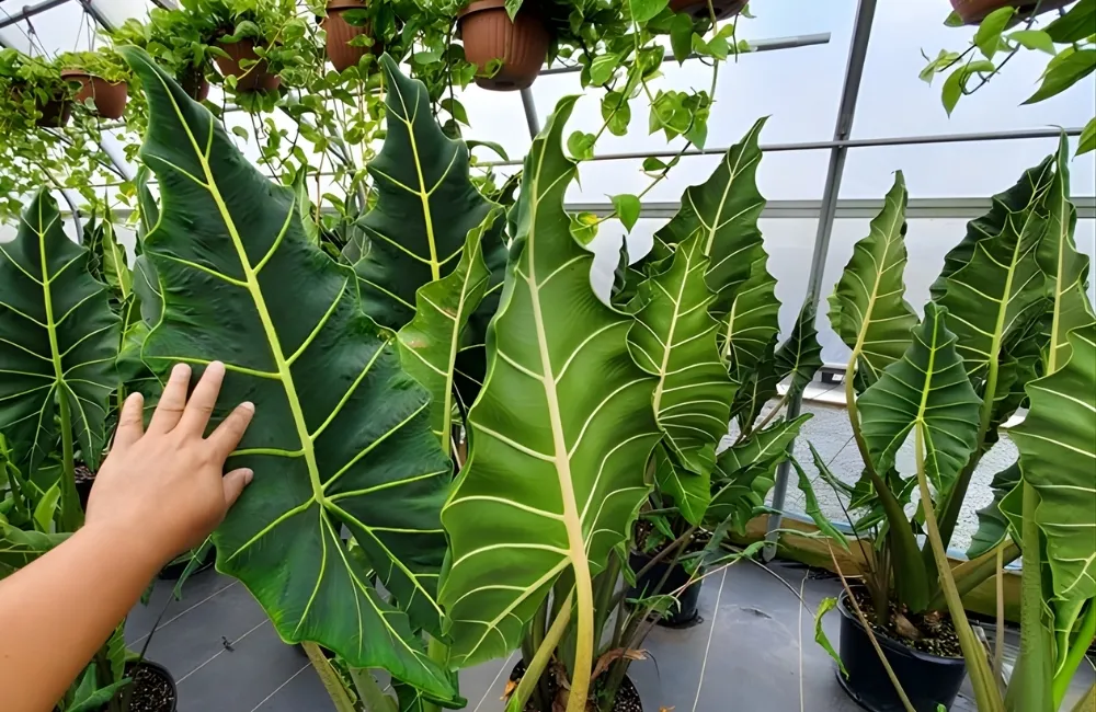 Các dòng và nhóm Alocasia Sarian Cấy Mô phổ biến hiện nay