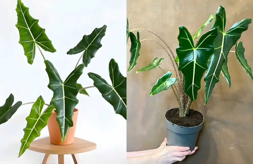 Điều kiện sinh trưởng lý tưởng của Alocasia Sarian Cấy Mô