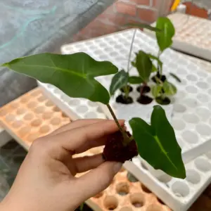 Alocasia Sarian Cấy Mô