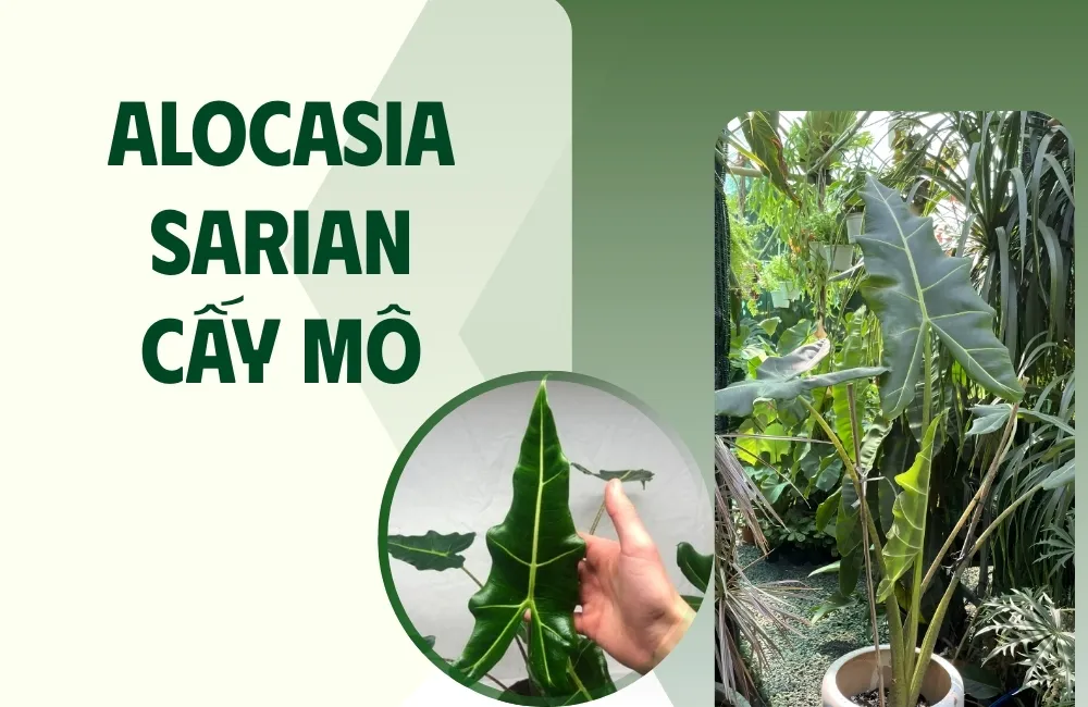 Tổng quan về cây Alocasia Sarian Cấy Mô